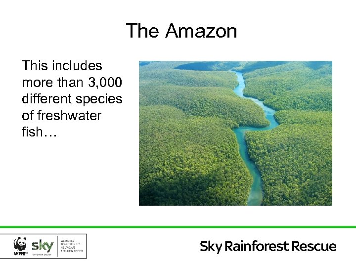 The Amazon This includes more than 3, 000 different species of freshwater fish… 
