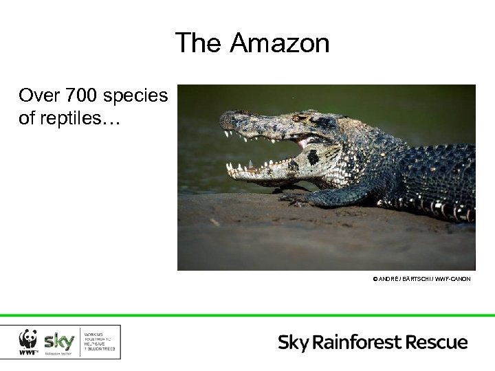 The Amazon Over 700 species of reptiles… © ANDRÉ / BÄRTSCHI / WWF-CANON 