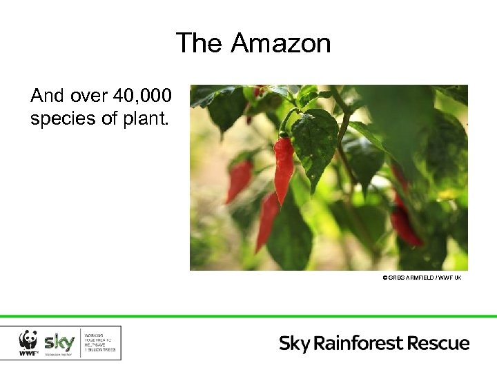 The Amazon And over 40, 000 species of plant. © GREG ARMFIELD / WWF
