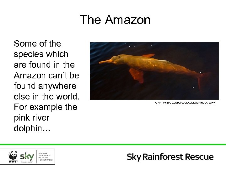 The Amazon Some of the species which are found in the Amazon can’t be