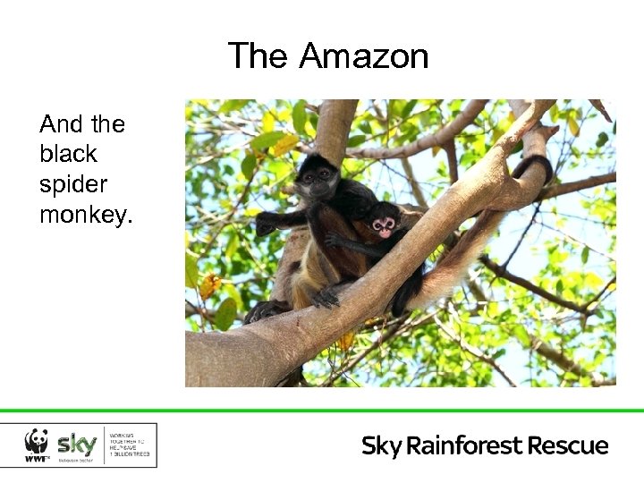 The Amazon And the black spider monkey. 