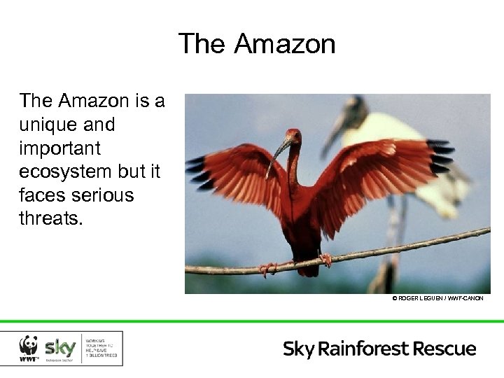 The Amazon is a unique and important ecosystem but it faces serious threats. ©