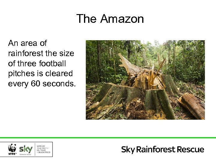 The Amazon An area of rainforest the size of three football pitches is cleared