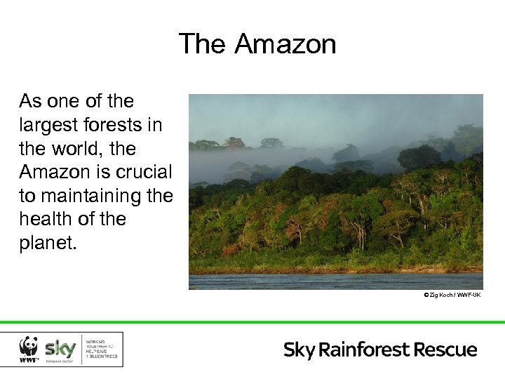 The Amazon As one of the largest forests in the world, the Amazon is