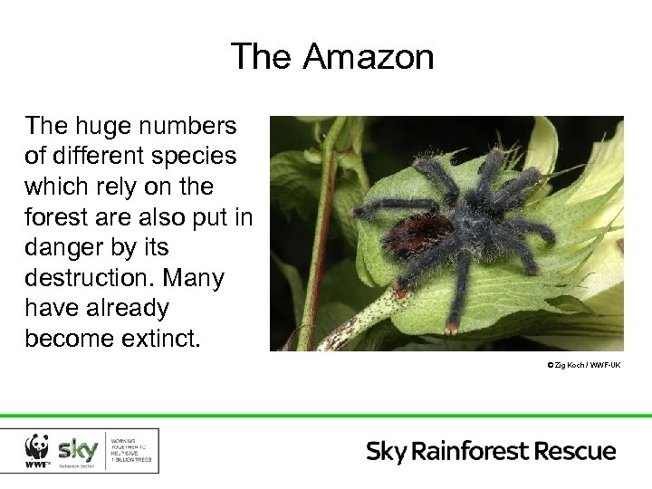 The Amazon The huge numbers of different species which rely on the forest are