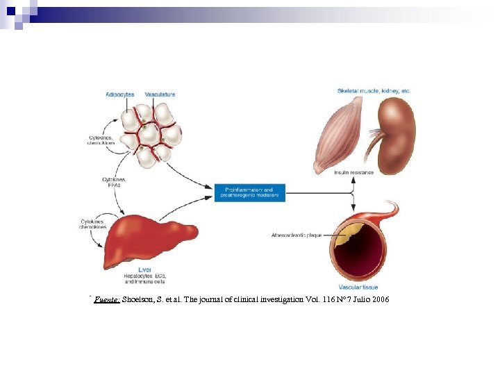 Fuente: Shoelson, S. et al. The journal of clinical investigation Vol. 116 Nº 7