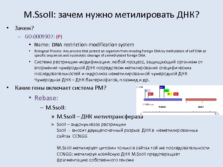 M. Sso. II: зачем нужно метилировать ДНК? • Зачем? – GO: 0009307: (P) •
