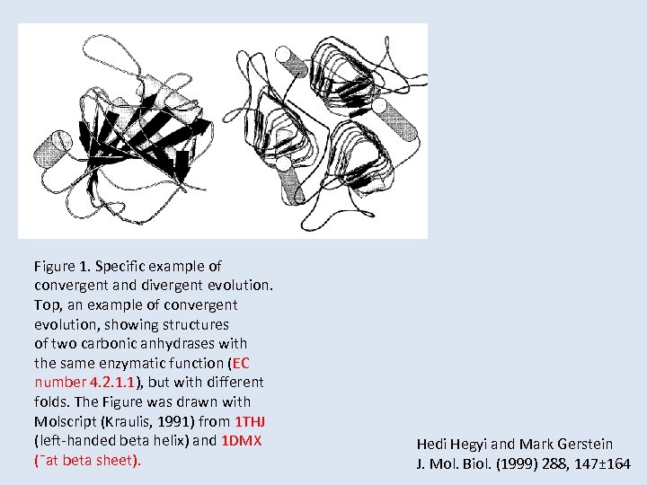 Figure 1. Specific example of convergent and divergent evolution. Top, an example of convergent