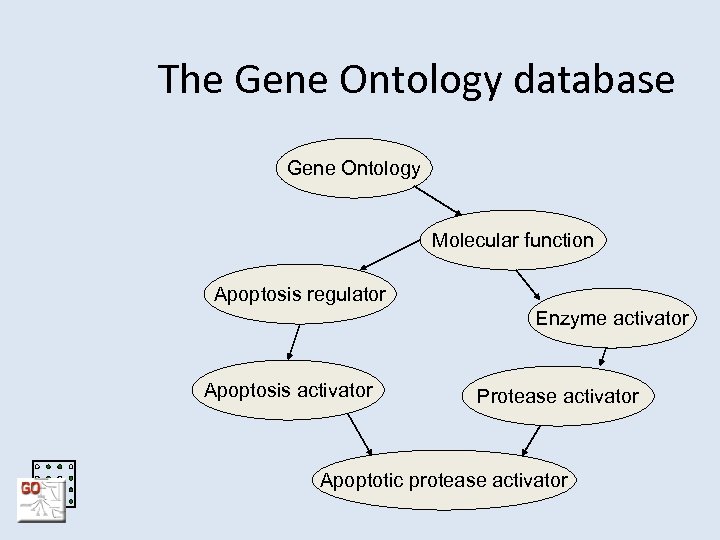 The Gene Ontology database Gene Ontology Molecular function Apoptosis regulator Enzyme activator Apoptosis activator