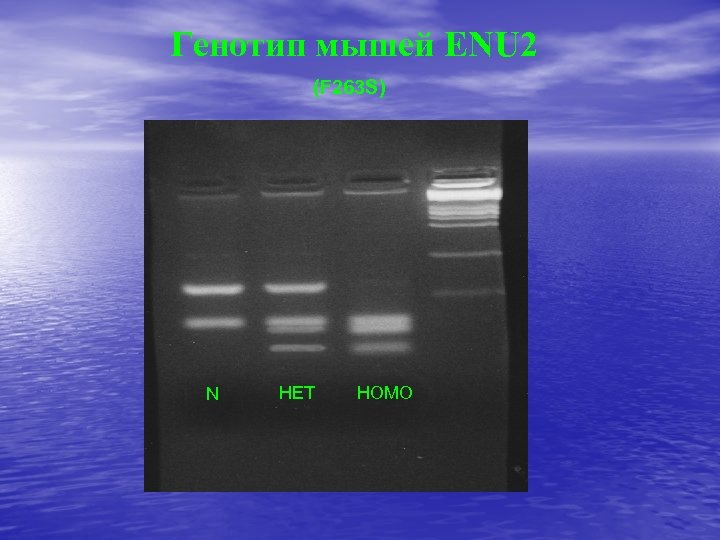 Генотип мышей ENU 2 (F 263 S) N HET HOMO 