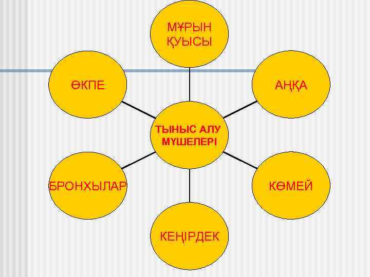 МҰРЫН ҚУЫСЫ АҢҚА ӨКПЕ ТЫНЫС АЛУ МҮШЕЛЕРІ КӨМЕЙ БРОНХЫЛАР КЕҢІРДЕК 