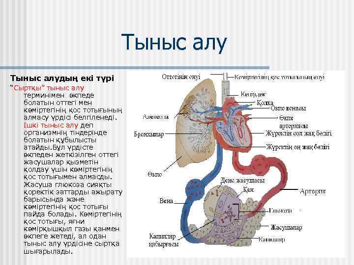 Тыныс алудың екі түрі “Сыртқы” тыныс алу терминімен өкпеде болатын оттегі мен көміртегінің қос
