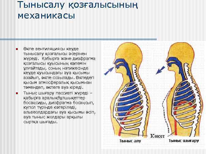 Тынысалу қозғалысының механикасы n n Өкпе вентиляциясы кеуде тынысалу қозғалысы әсерінен жүреді. Қабырға және