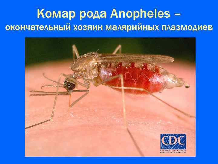 Комар рода Anopheles – окончательный хозяин малярийных плазмодиев 