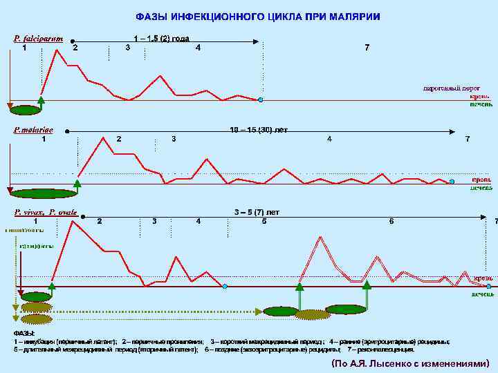 (По А. Я. Лысенко с изменениями) 