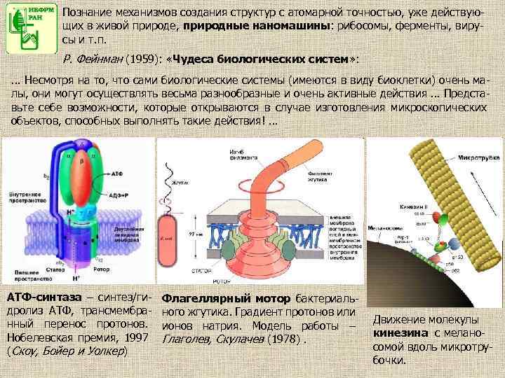 Протонный градиент. Трансмембранный электрохимический градиент. Трансмембранный градиент протонов. Электрохимический протонный градиент. Градиент концентрации протонов.