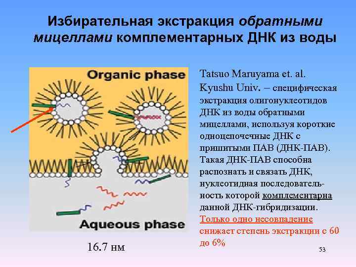 Избирательная экстракция обратными мицеллами комплементарных ДНК из воды Tatsuo Maruyama et. al. Kyushu Univ.