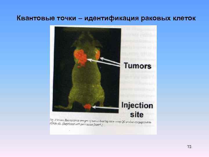 Квантовые точки – идентификация раковых клеток 72 