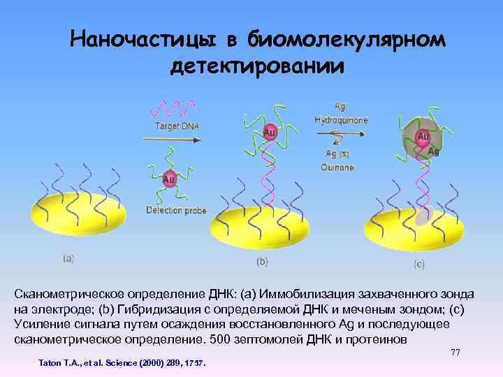 Наночастицы в биомолекулярном детектировании Сканометрическое определение ДНК: (a) Иммобилизация захваченного зонда на электроде; (b)