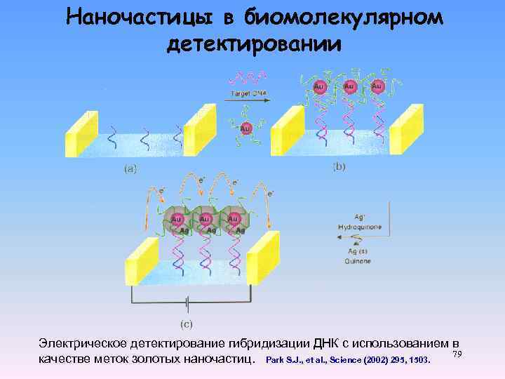 Регуляторы биомолекулярных процессов 11 класс презентация