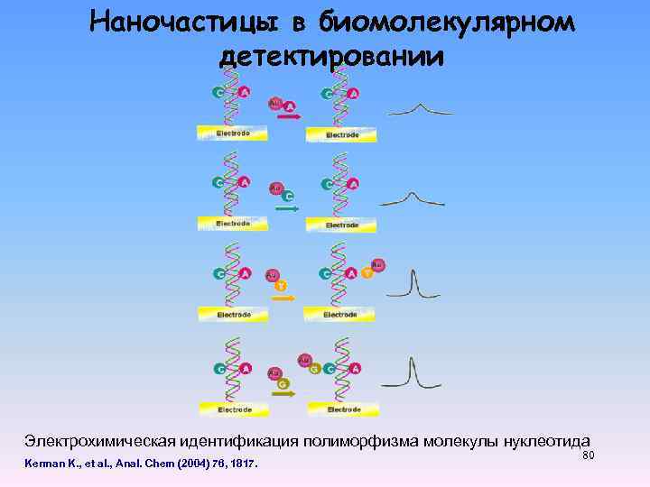 Наночастицы в биомолекулярном детектировании Электрохимическая идентификация полиморфизма молекулы нуклеотида Kerman K. , et al.