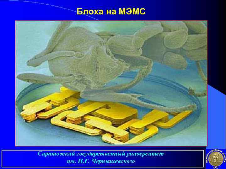 Блоха на МЭМС Саратовский государственный университет им. Н. Г. Чернышевского 