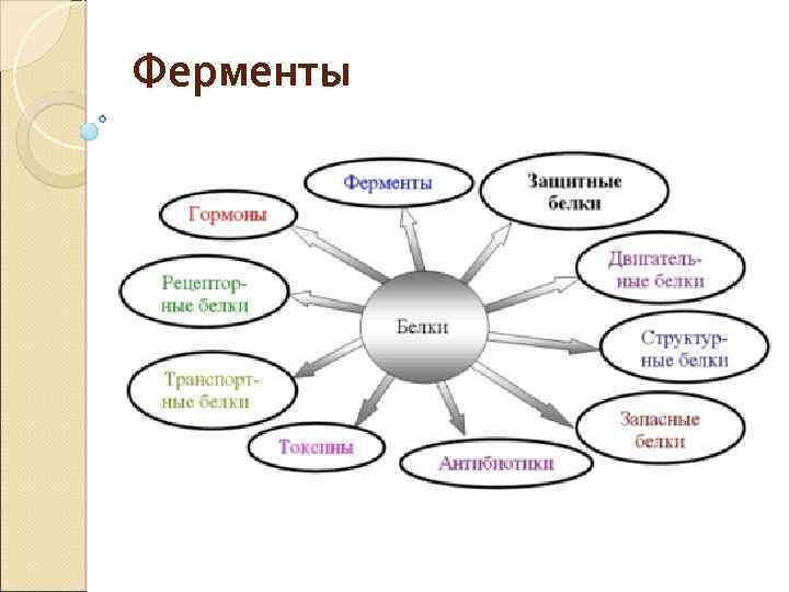 Ферменты 