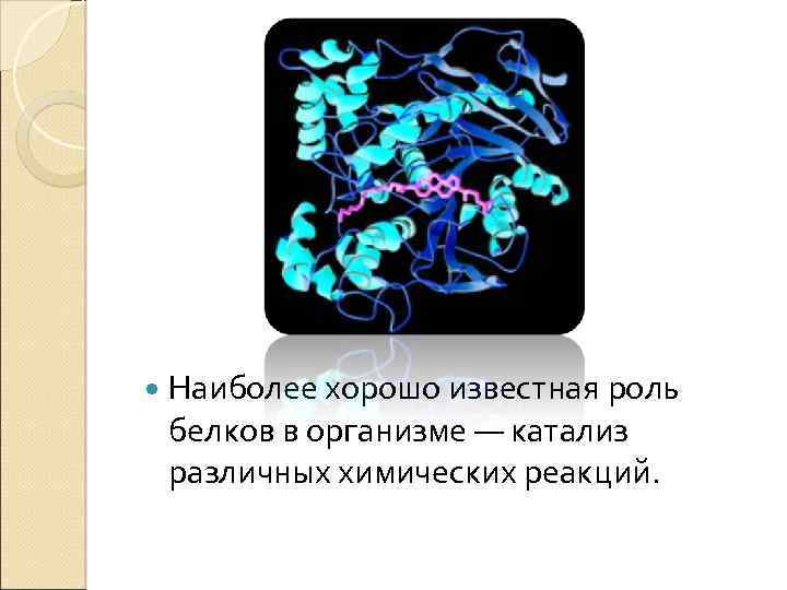  Наиболее хорошо известная роль белков в организме — катализ различных химических реакций. 