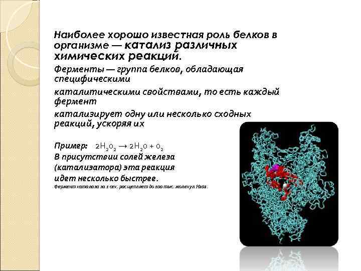 Реакции ферментов. Амилаза реакция в организме. Ферментативный катализ функций белков. Роль катализа в жизнедеятельности организма. Амилаза реакции в организме катализируемая.