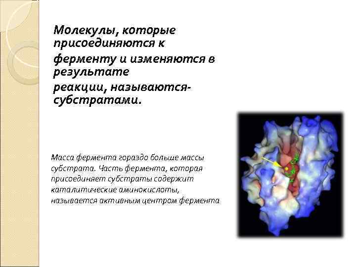 Молекулы, которые присоединяются к ферменту и изменяются в результате реакции, называютсясубстратами. Масса фермента гораздо