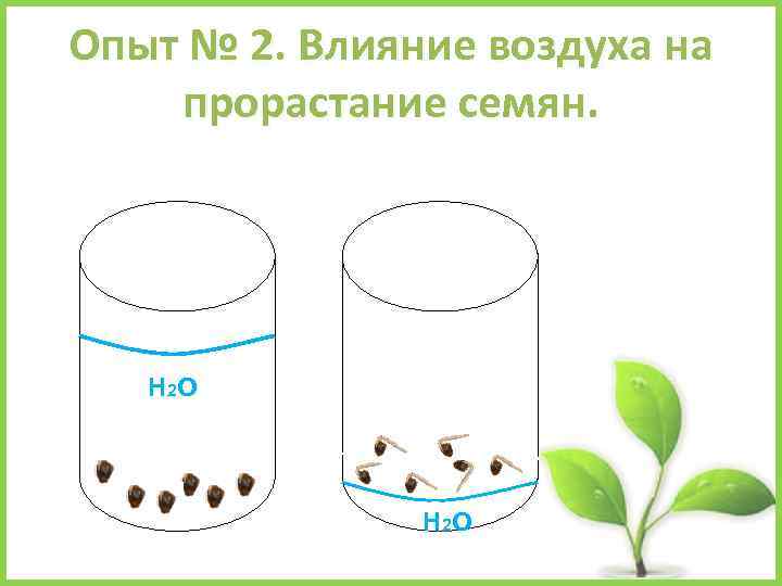 Опыт № 2. Влияние воздуха на прорастание семян. Н 2 О 