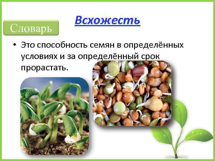 Словарь Всхожесть • Это способность семян в определённых условиях и за определённый срок прорастать.