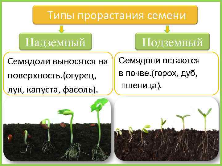 Типы прорастания семени Надземный Семядоли выносятся на поверхность. (огурец, лук, капуста, фасоль). Подземный Семядоли