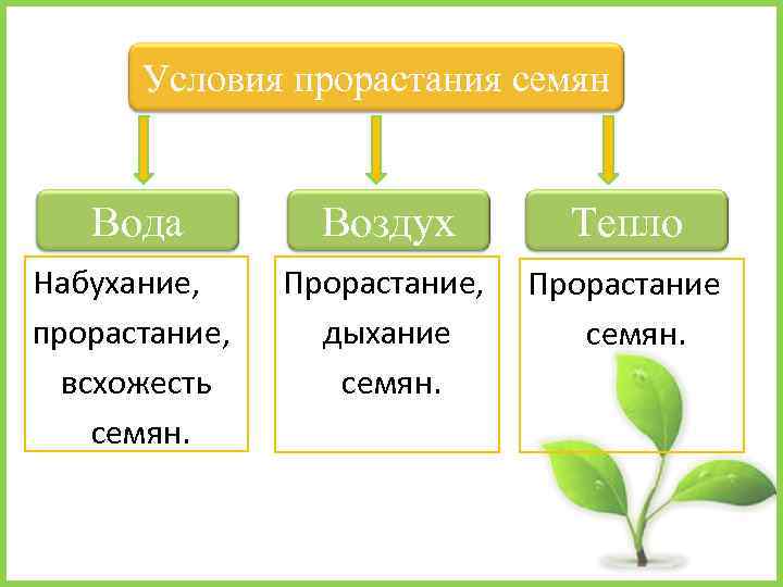 Условия прорастания семян Вода Воздух Тепло Набухание, прорастание, всхожесть семян. Прорастание, дыхание семян. Прорастание