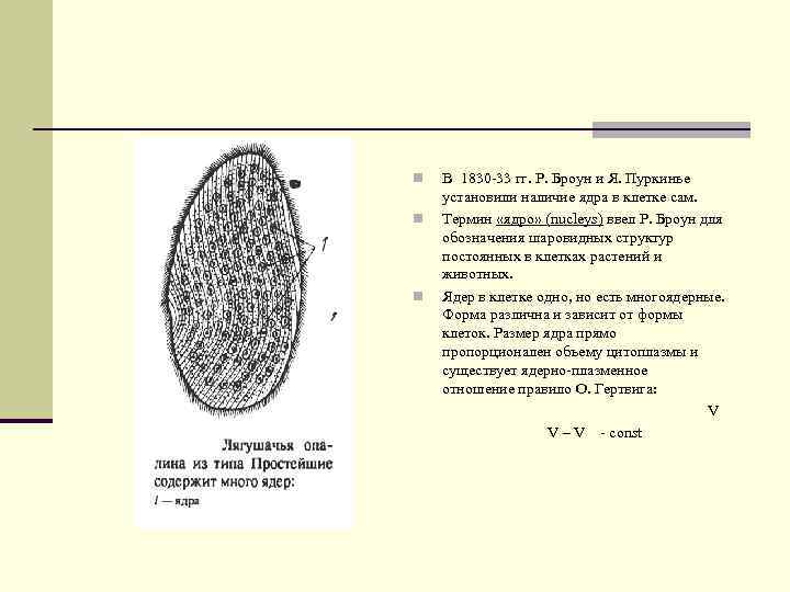 n n n В 1830 -33 гг. Р. Броун и Я. Пуркинье установили наличие