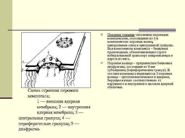 n n Схема строения перового комплекса; 1 — внешняя ядерная мембрана; 2 — внутренняя