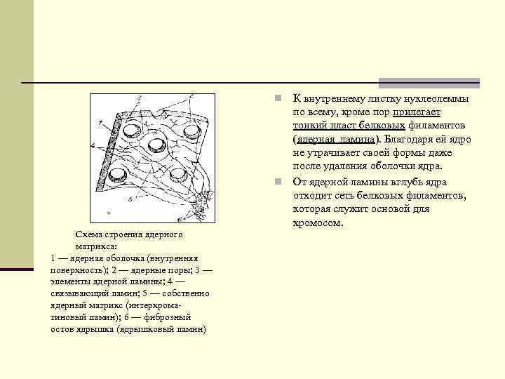 К внутреннему листку нуклеолеммы по всему, кроме пор прилегает тонкий пласт белковых филаментов (ядерная