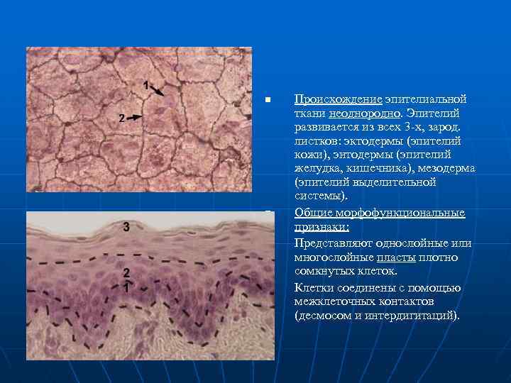 n n 1. 2. Происхождение эпителиальной ткани неоднородно. Эпителий развивается из всех 3 -х,