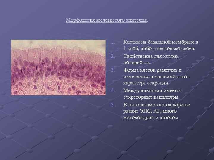 Морфология железистого эпителия. 1. 2. 3. 4. 5. Клетки на базальной мембране в 1