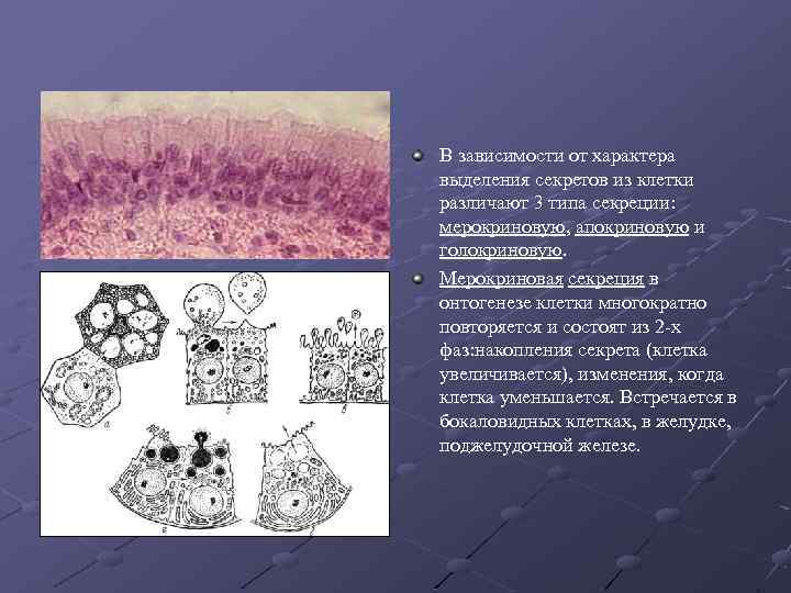Секреторные б клетки. Микроапокриновый Тип секреции. Типы секреторных клеток. Мерокриновый апокриновый голокриновый Тип секреции. Типы секреции эпителиальных клеток.