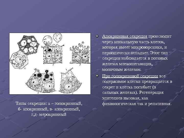 Типы секреции: а – голокринный, б- апокринный, в- апокринный, г, д- мерокринный Апокриновая секреция