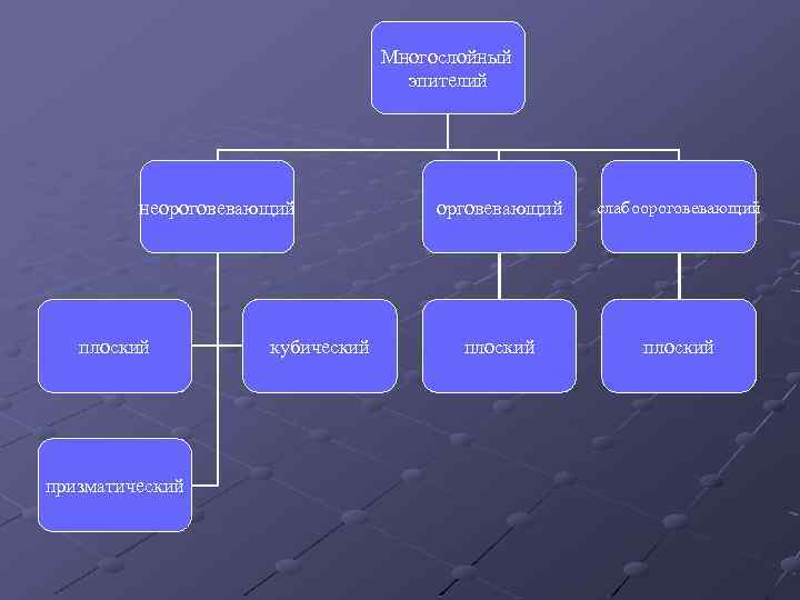 Многослойный эпителий неороговевающий плоский призматический кубический орговевающий слабоороговевающий плоский 