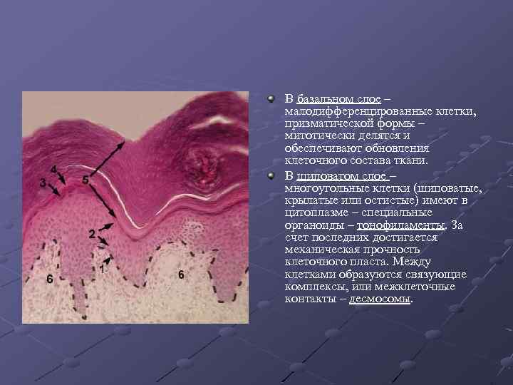 В базальном слое – малодифференцированные клетки, призматической формы – митотически делятся и обеспечивают обновления