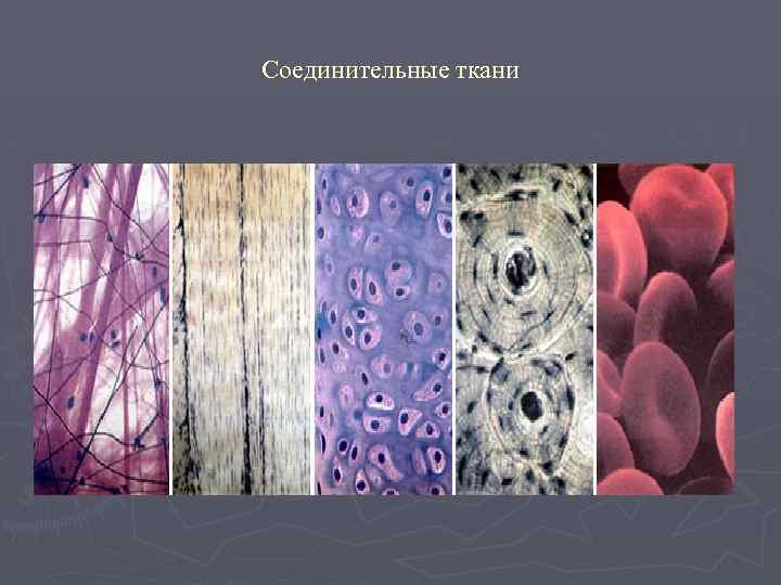 Соединительные ткани 