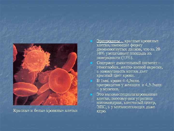 n n Красные и белые кровяные клетки Эритроциты - красные кровяные клетки, имеющие форму