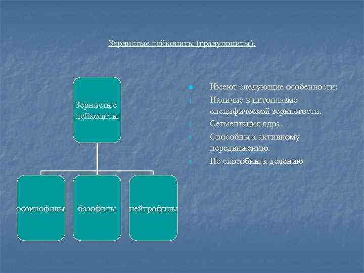 Зернистые лейкоциты (гранулоциты). n 1. Зернистые лейкоциты 2. 3. 4. эозинофилы базофилы нейтрофилы Имеют