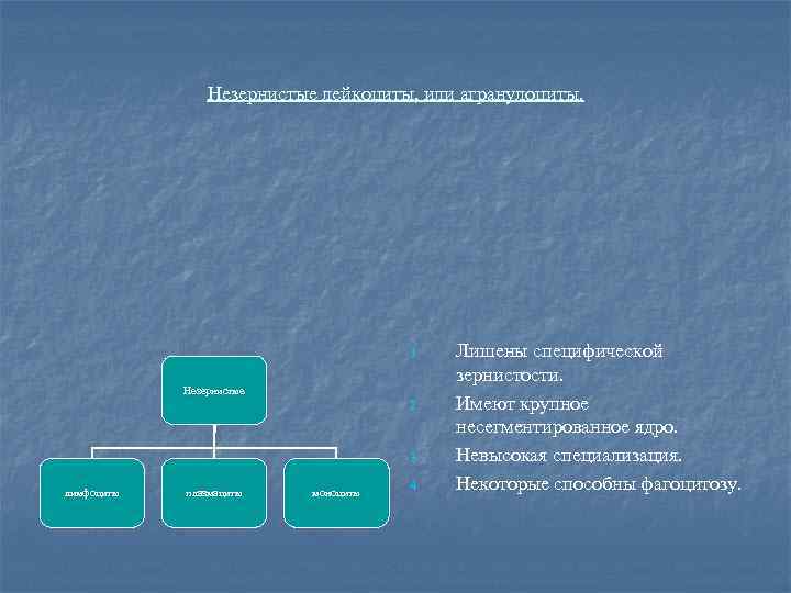 Незернистые лейкоциты, или агранулоциты. 1. Незернистые 2. 3. лимфоциты плазмациты моноциты 4. Лишены специфической