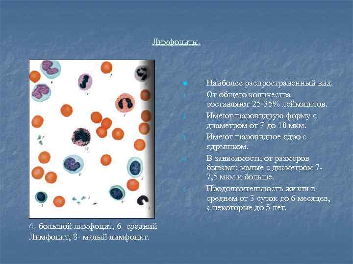 Лимфоциты. n 1. 2. 3. 4. 5. 4 - большой лимфоцит, 6 - средний