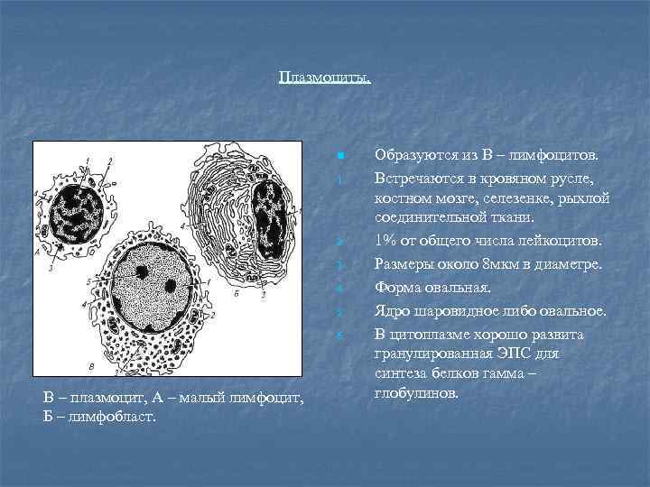 Плазмоциты. n 1. 2. 3. 4. 5. 6. В – плазмоцит, А – малый