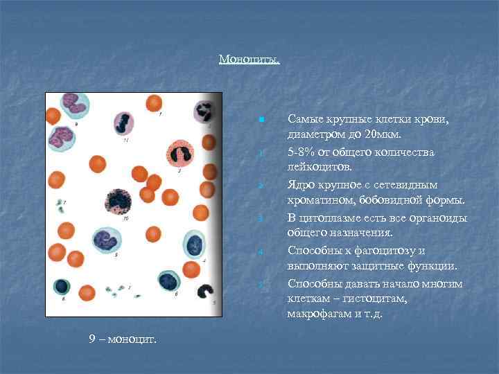 Моноциты. n 1. 2. 3. 4. 5. 9 – моноцит. Самые крупные клетки крови,